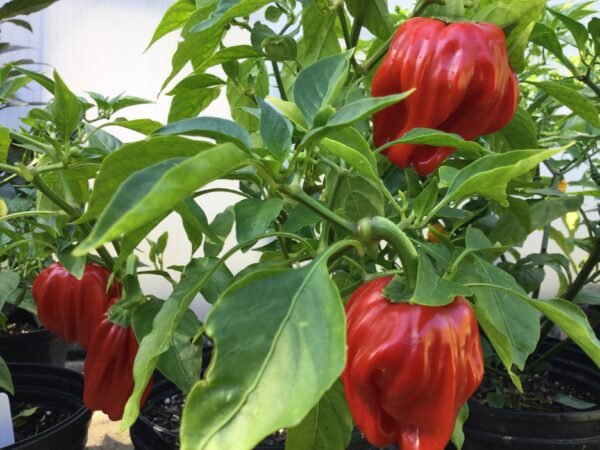 Criolla di Coccina Pepper Heirloom Seeds Grown in Sudbury, Ontario, Canada. Grown Organically. Heritage Hobby Seed Ark.