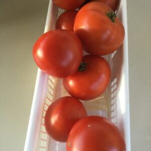 Tomato Seeds - Red Varieties