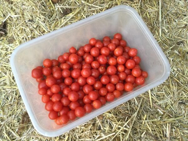 Sweet Apperitif Cherry Tomato Seeds