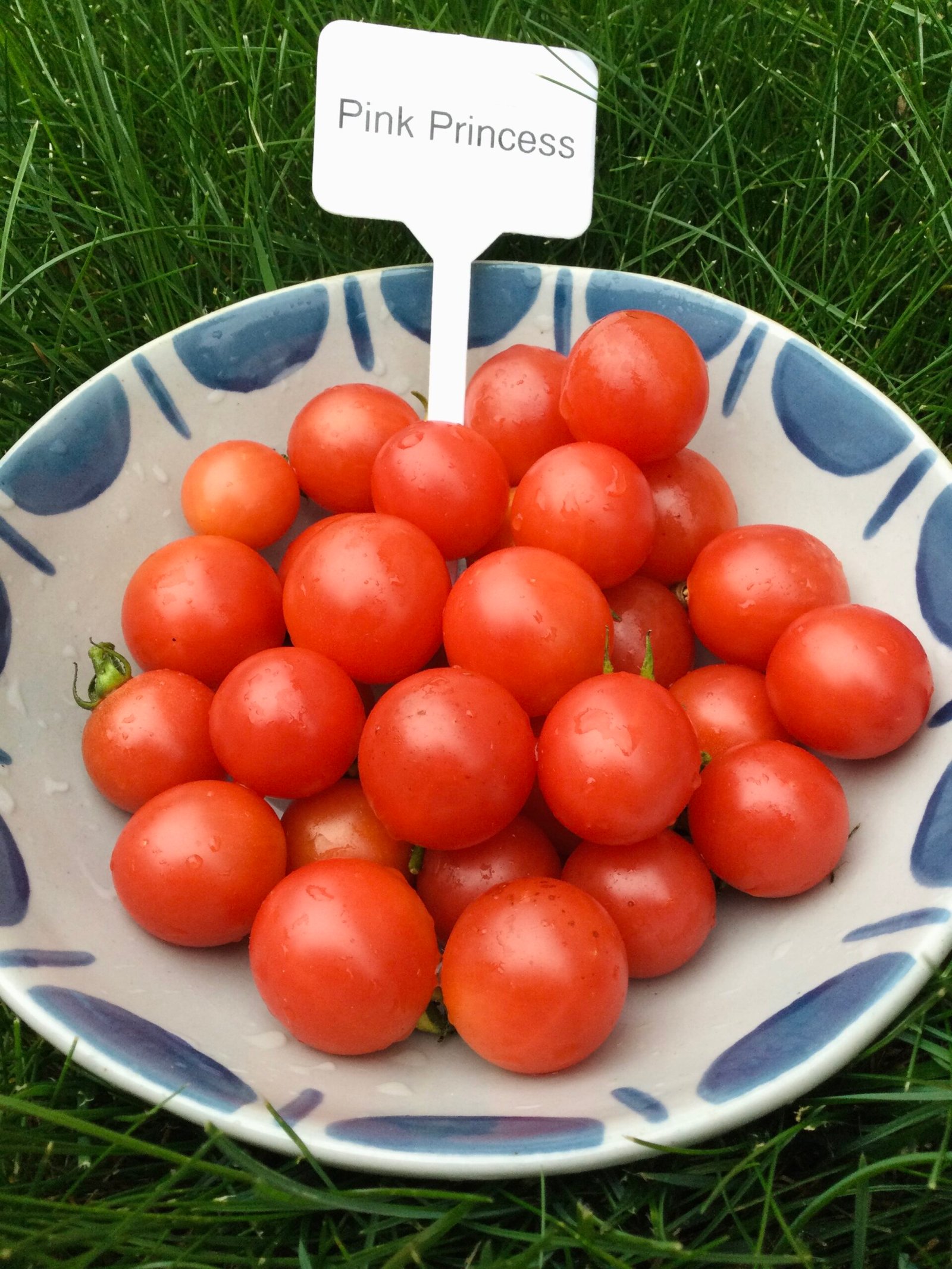 Pink Princess Tomato Seeds - Image 4