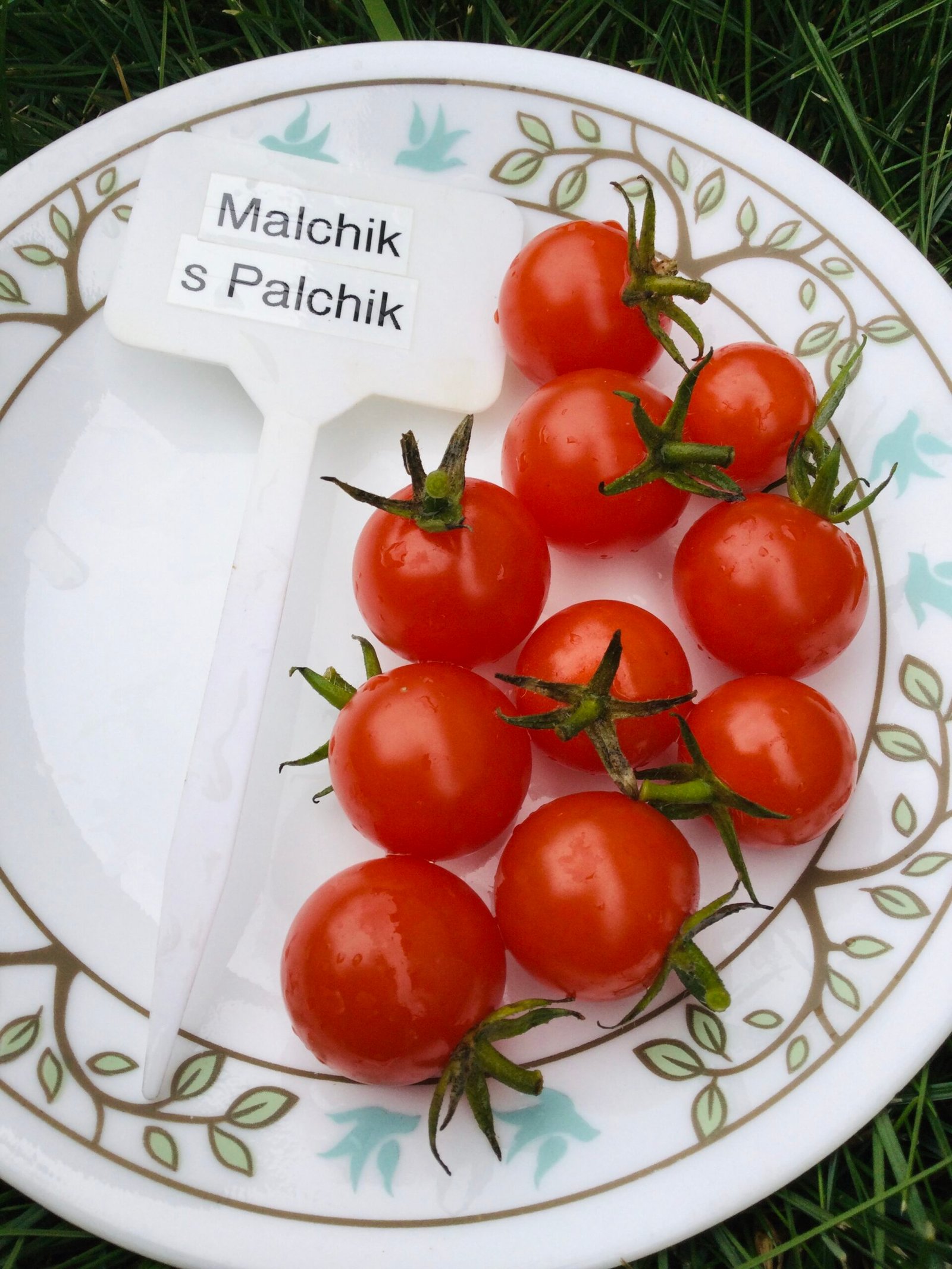 Malchik S Palchik Tomato Seeds