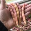 Coral Pole Bean Seeds