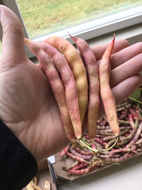 Coral Pole Bean Seeds