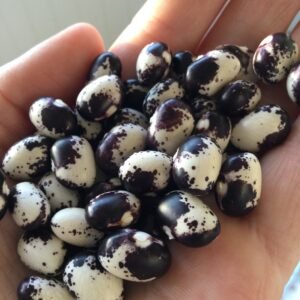 Diamont Pole Bean Heirloom Seeds. Grown in Sudbury, Ontario, Canada. Organically Grown. Heritage Hobby Seed Ark.