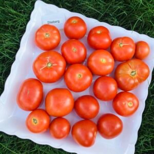 Steiberg Tomato Seeds