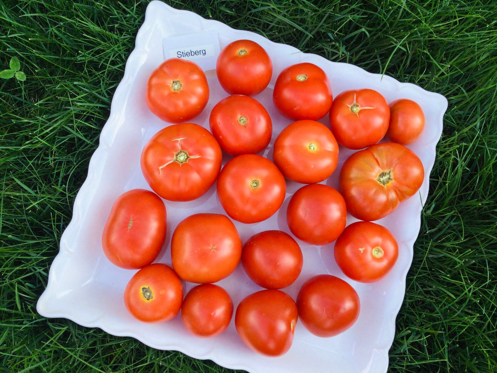 Steiberg Tomato Seeds