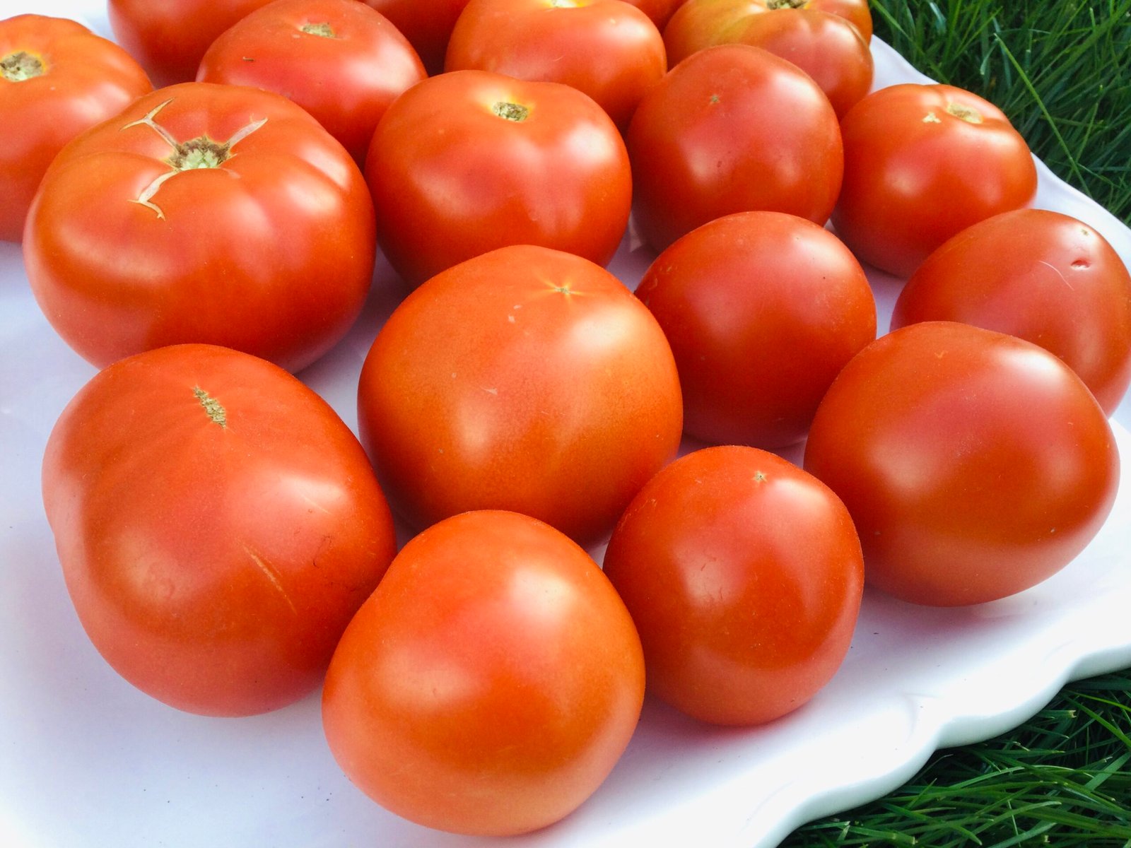Steiberg Tomato Seeds - Image 2