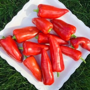 Odessa Market Sweet Pepper Seeds