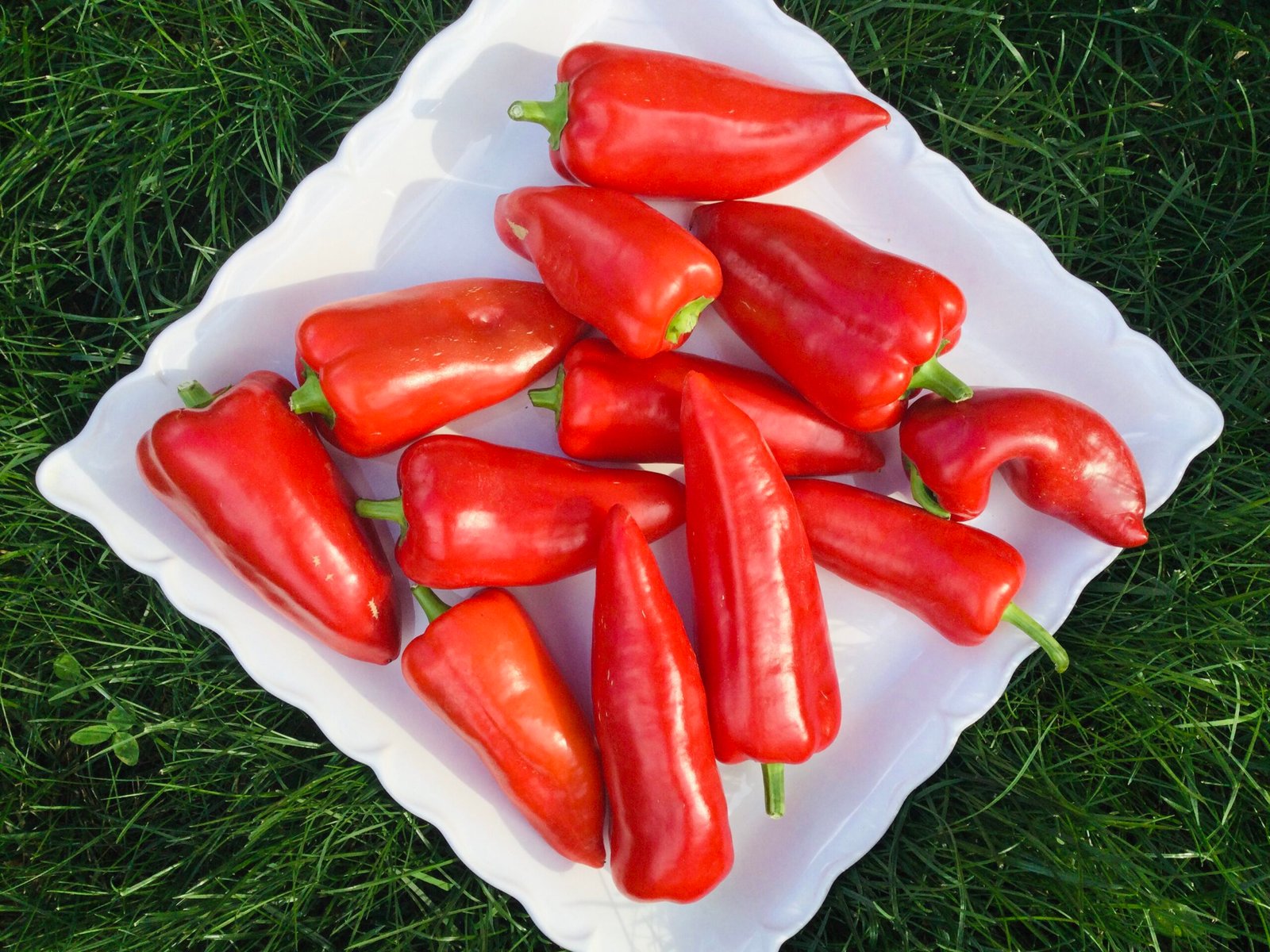 Odessa Market Sweet Pepper Seeds