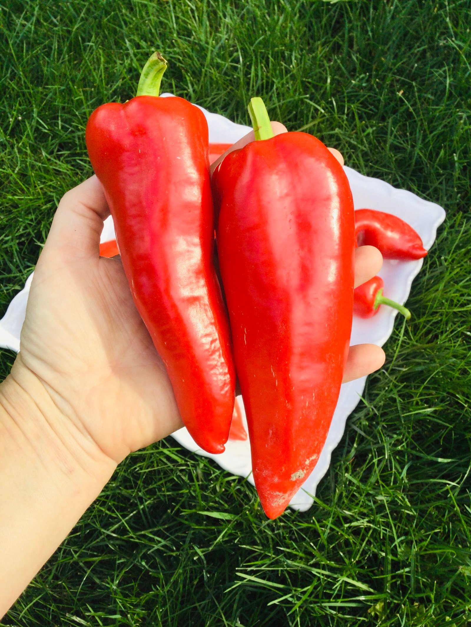 Odessa Market Sweet Pepper Seeds - Image 2