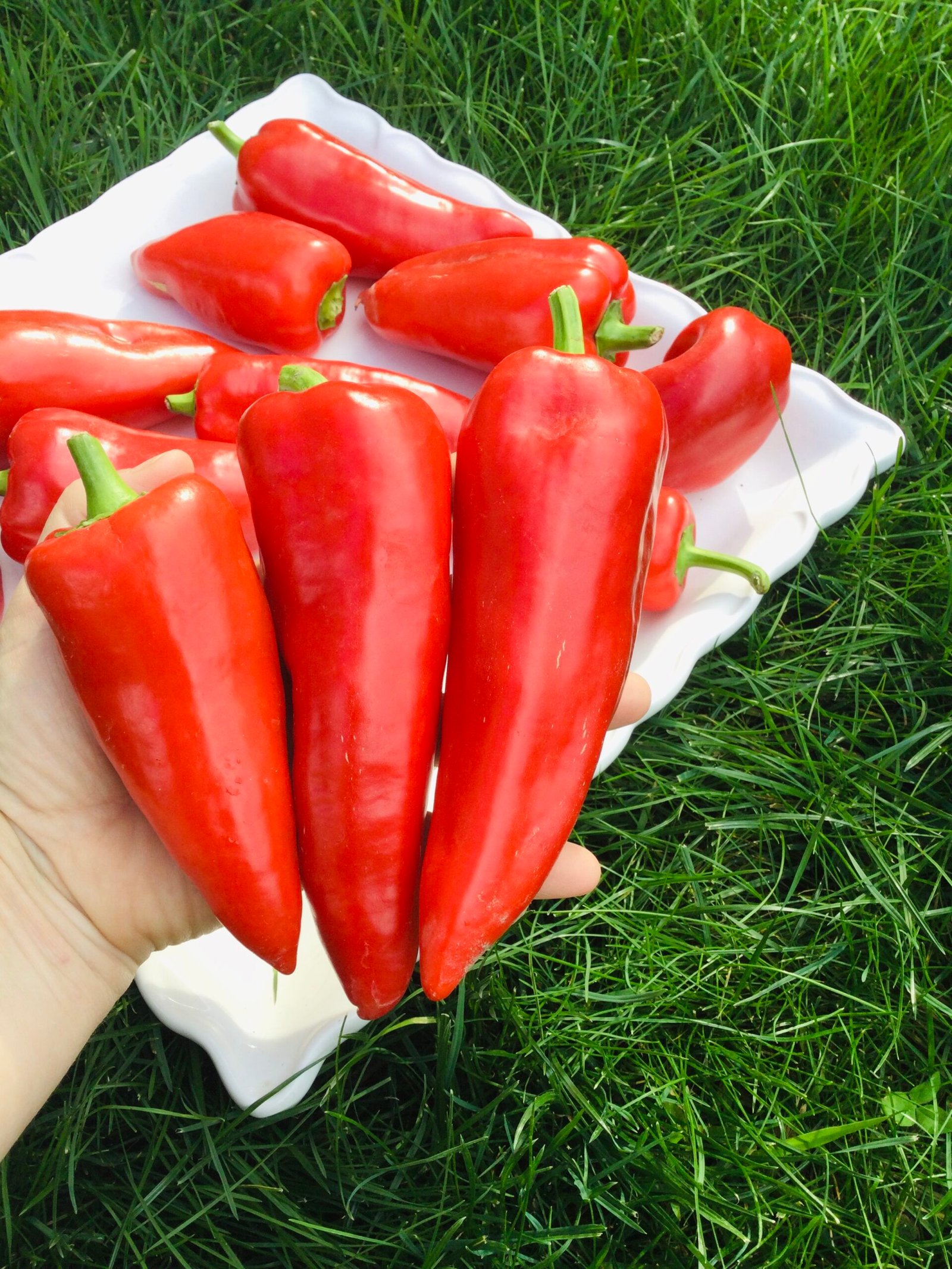 Odessa Market Sweet Pepper Seeds - Image 4