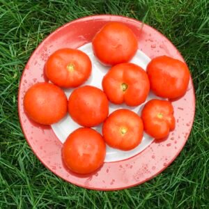 Alpine Tomato Seeds