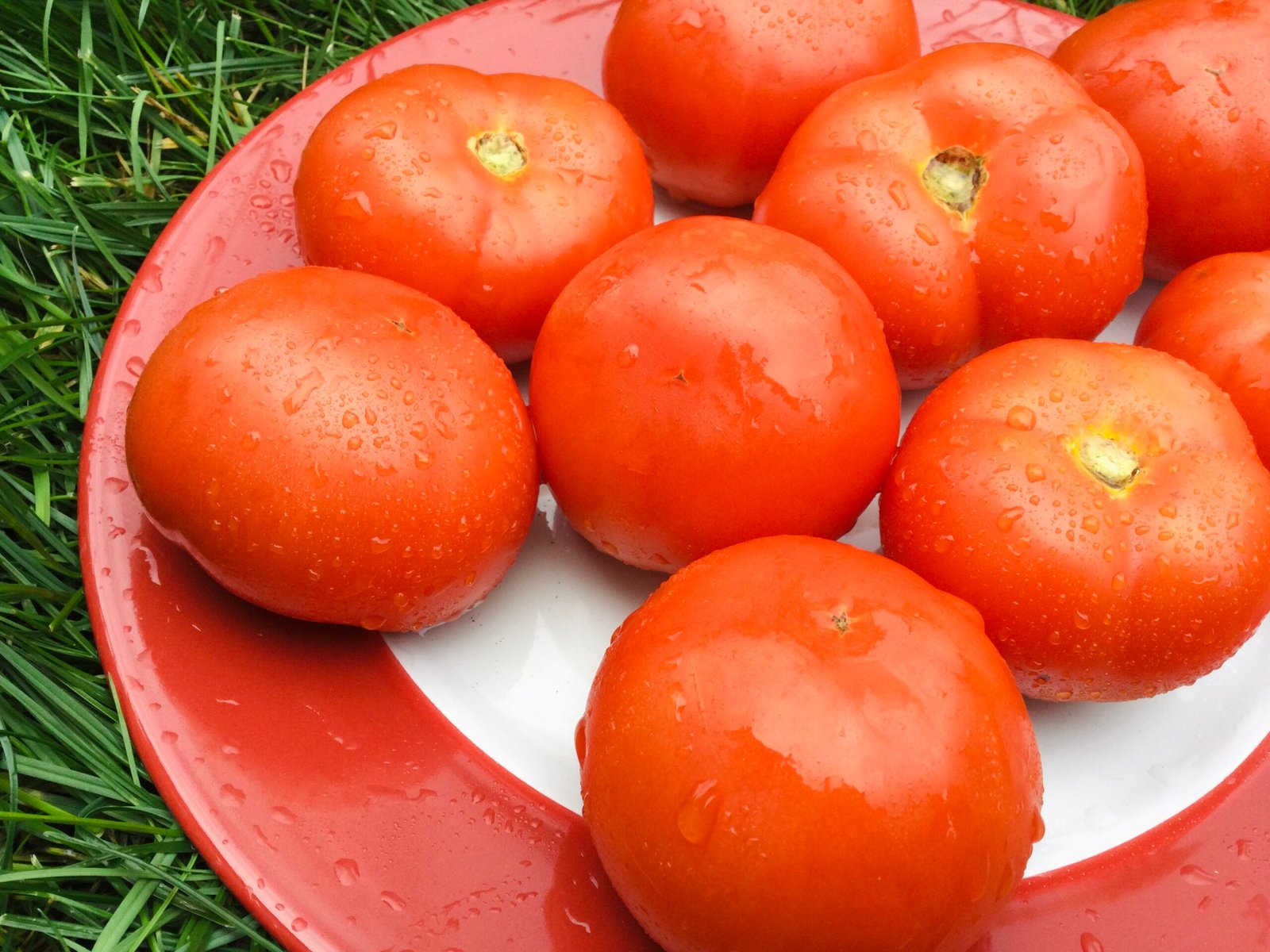 Alpine Tomato Seeds - Image 2