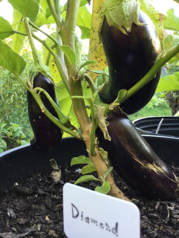 Diamond Eggplant Heirloom Seeds Grown in Sudbury, Ontario, Canada. Grown Organically. Heritage Hobby Seed Ark.