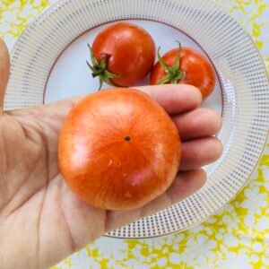 Dwarf Edith Stone Tomato Seeds
