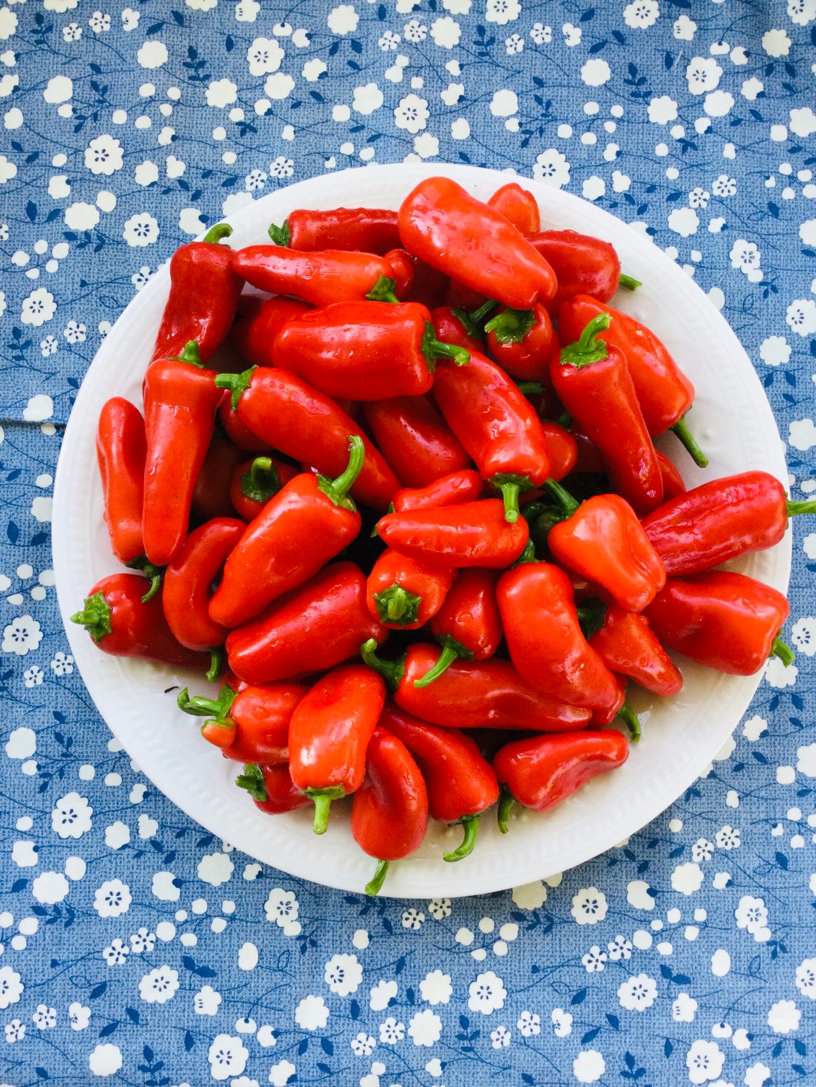Lunchbox Red Sweet Pepper