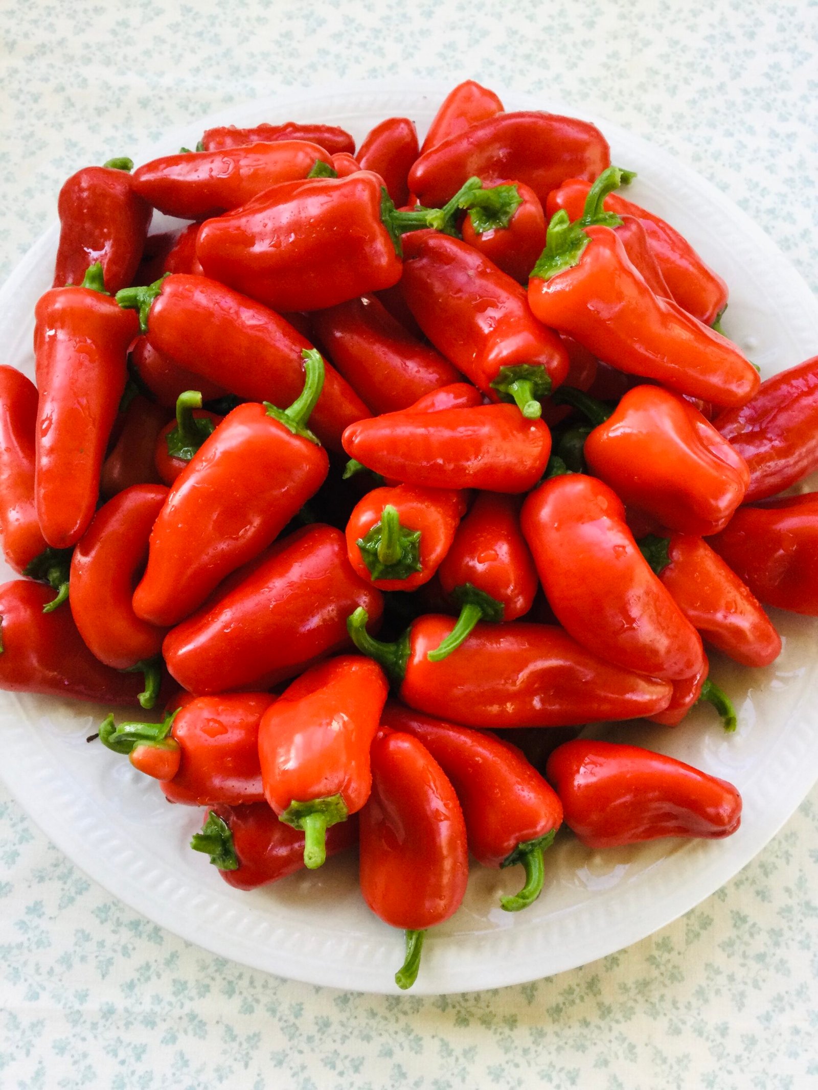 Lunchbox Red Sweet Pepper - Image 3