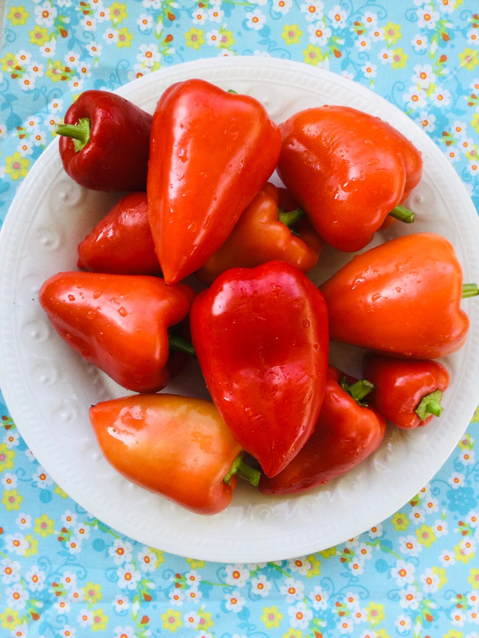 Red Belgium Sweet Pepper Seeds - Image 2