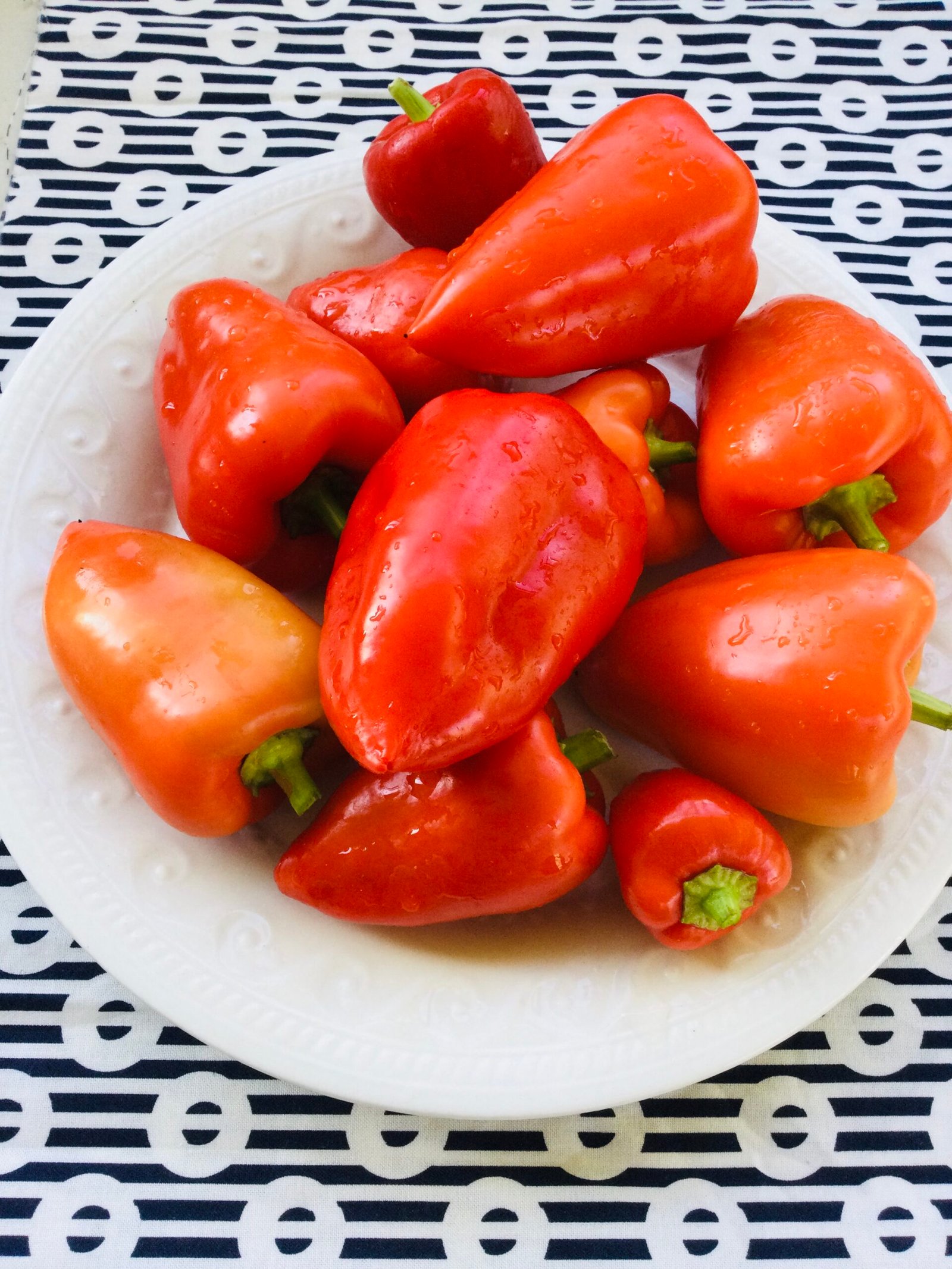 Red Belgium Sweet Pepper Seeds - Image 4
