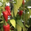 Pimento Picon Hot Pepper Seeds