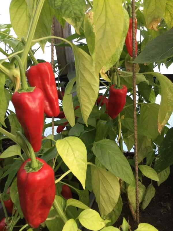 Pimento Picon Hot Pepper Seeds