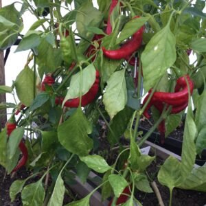 Peperone Dulce Italiano Sweet Pepper Seeds