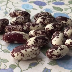 Frauenbohne Bush Bean Heirloom Seeds. Grown in Sudbury, Ontario, Canada. Organically Grown. Heritage Hobby Seed Ark.