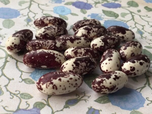 Frauenbohne Bush Bean Heirloom Seeds. Grown in Sudbury, Ontario, Canada. Organically Grown. Heritage Hobby Seed Ark.