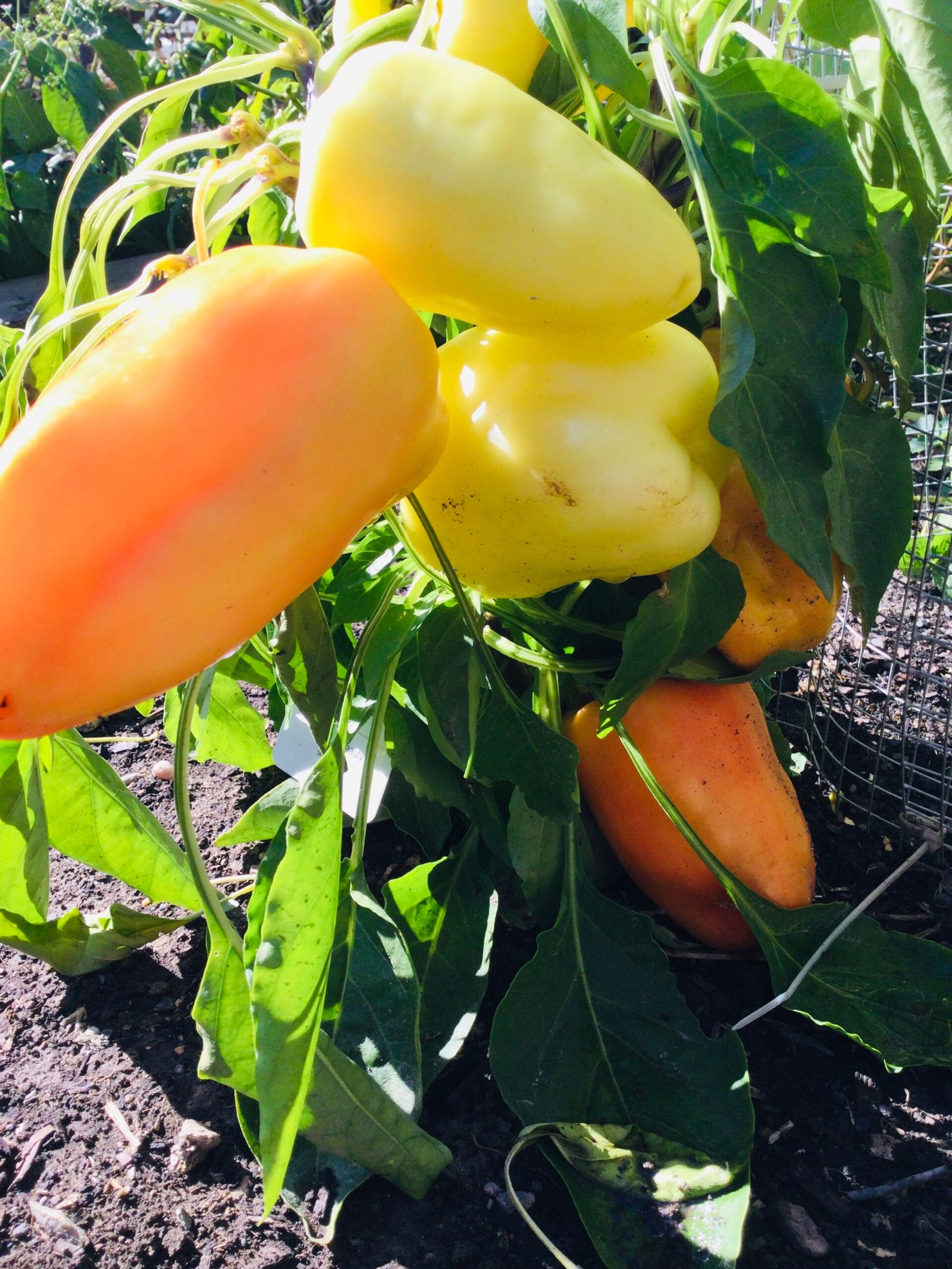 Blushing Beauty Sweet Pepper Seeds - Image 2