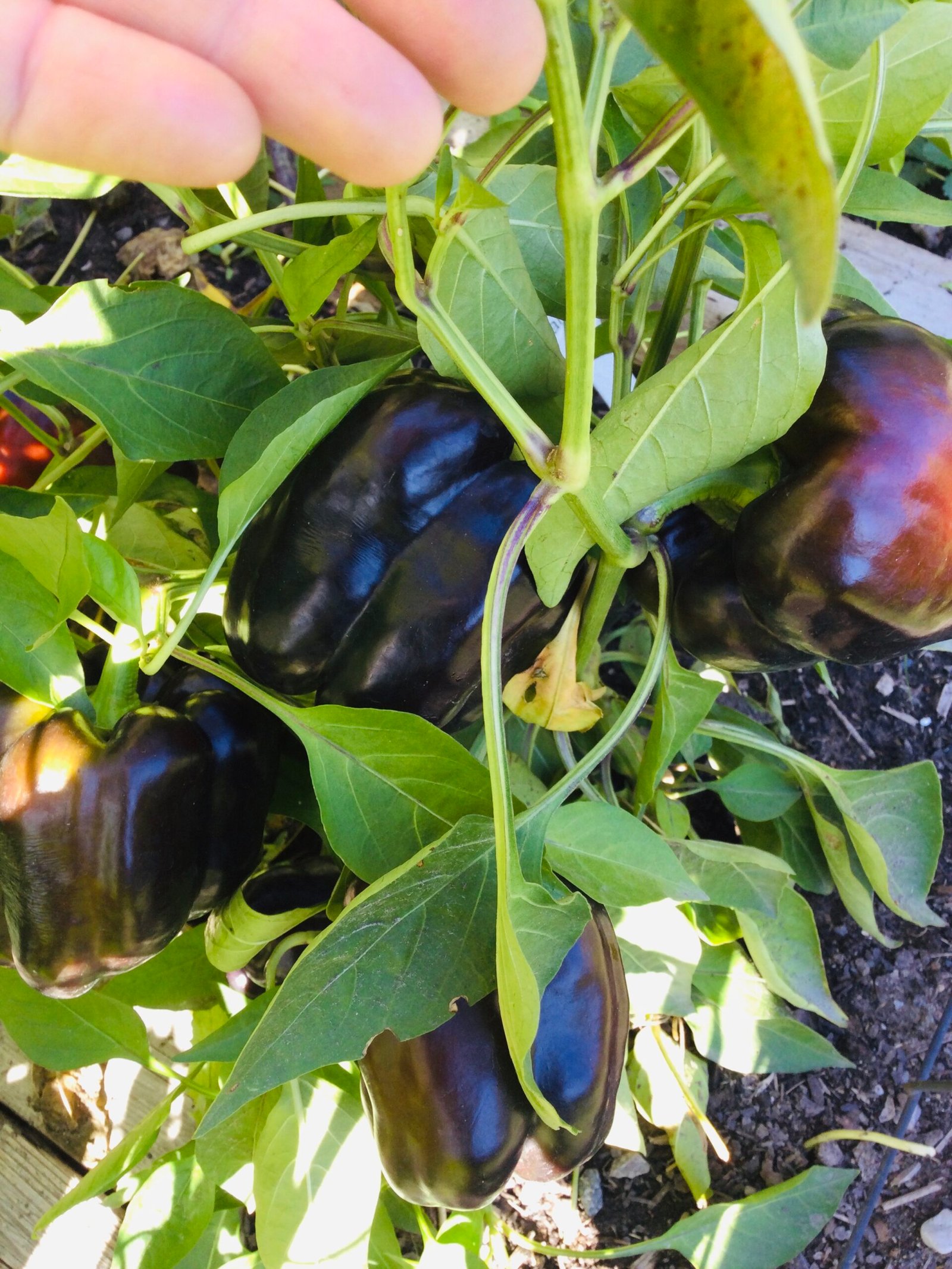 Zulu Sweet Pepper Seeds - Image 3