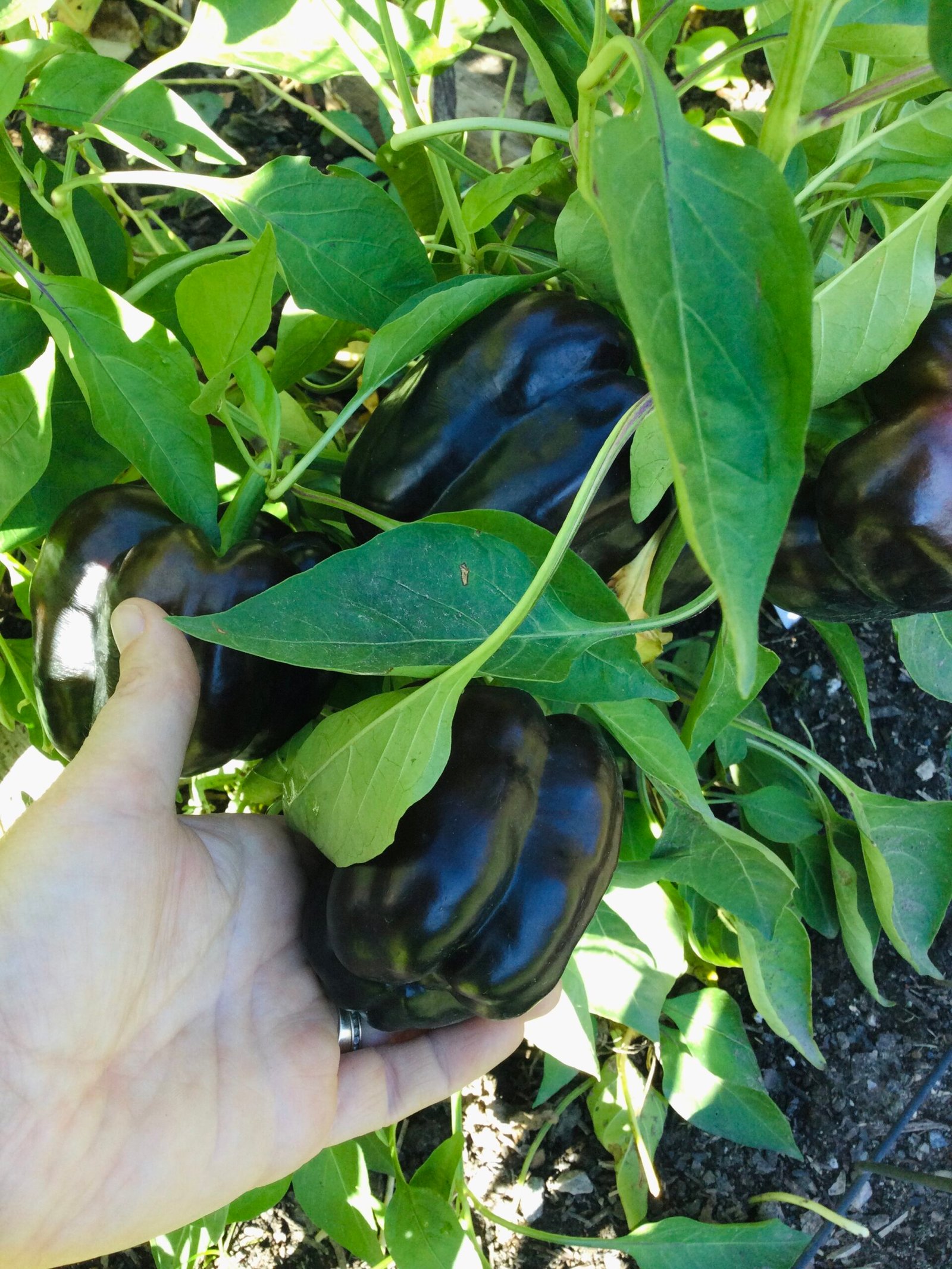 Zulu Sweet Pepper Seeds