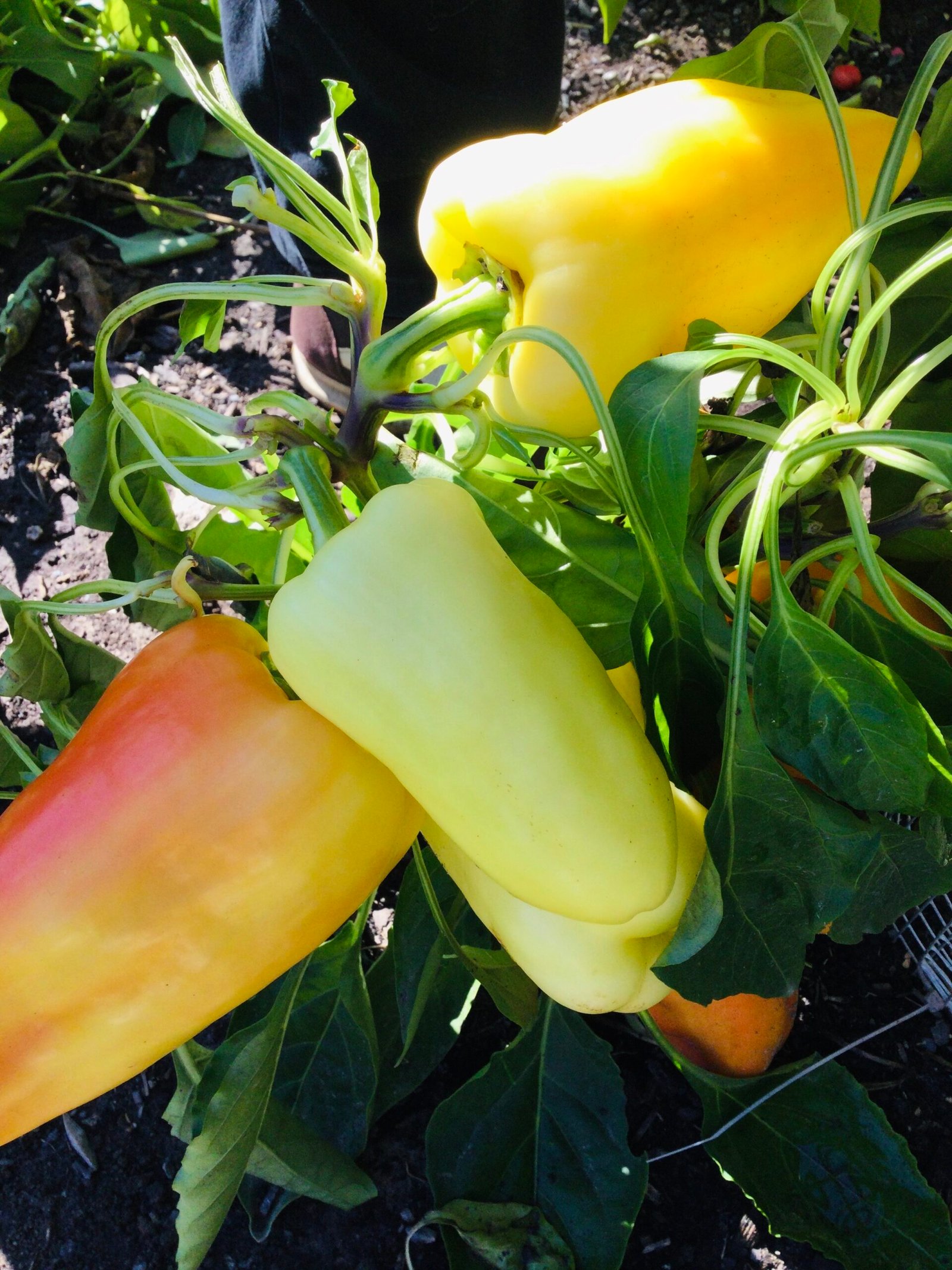 Blushing Beauty Sweet Pepper Seeds - Image 3