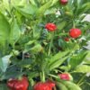 Brazilian Starfish Pepper Heirloom Seeds Grown in Sudbury, Ontario, Canada. Grown Organically. Heritage Hobby Seed Ark.