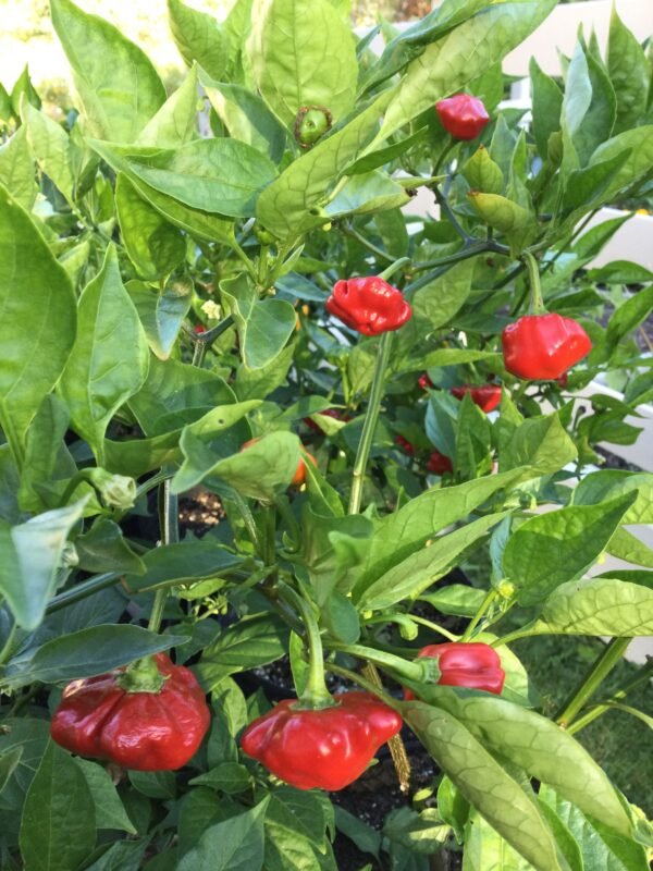 Brazilian Starfish Pepper Heirloom Seeds Grown in Sudbury, Ontario, Canada. Grown Organically. Heritage Hobby Seed Ark.