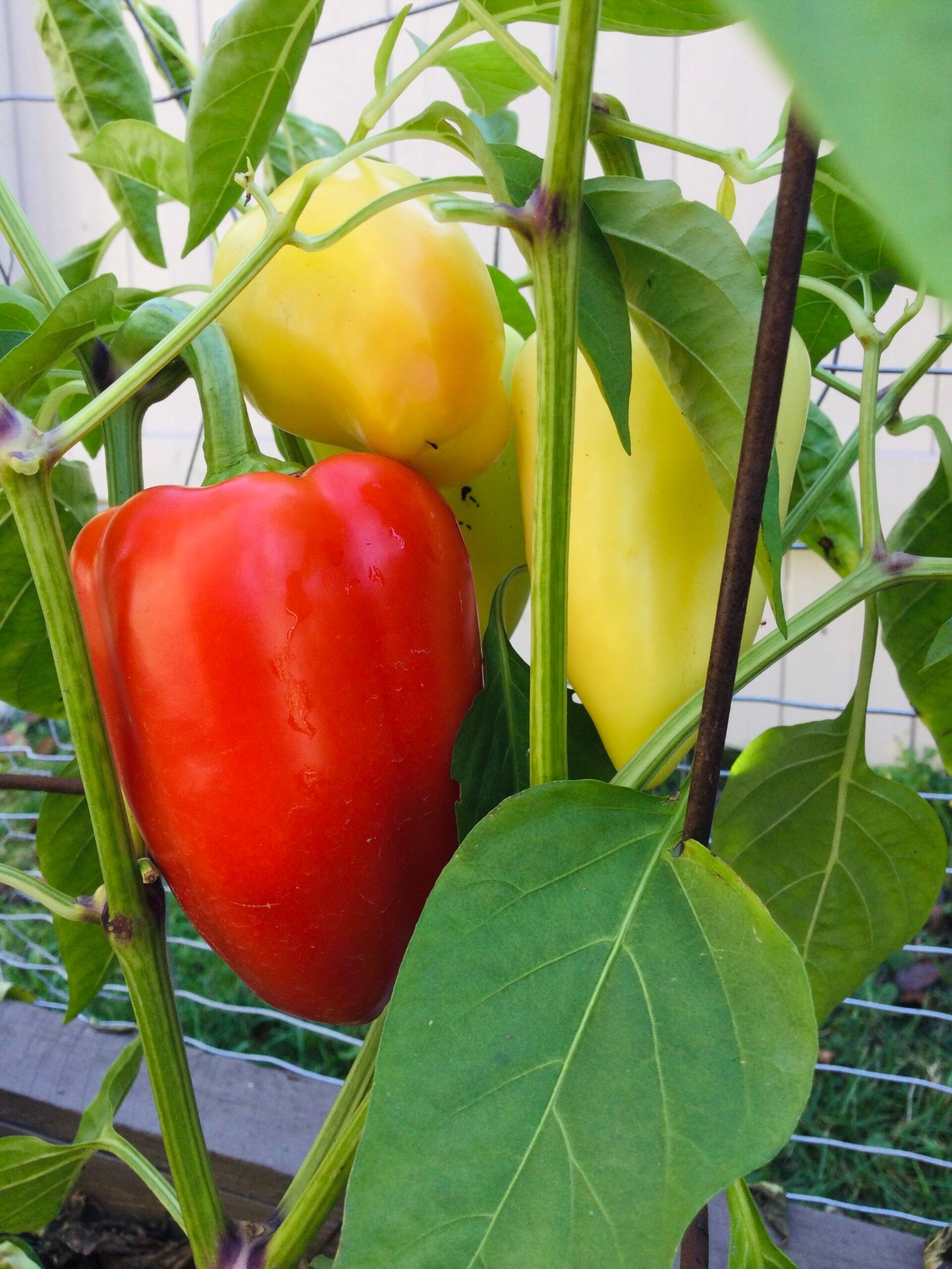 Ferenc Tendre Sweet Pepper Seeds - Image 2