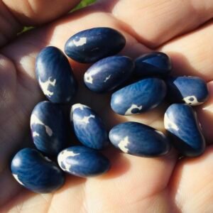 Bela Putersnica Pole Bean Seeds
