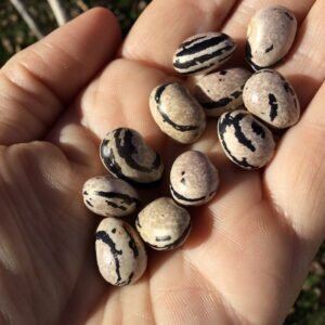 Tega Gnocca Pole Bean Seeds