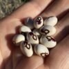 Leslie Tenderpod Pole Bean Seeds