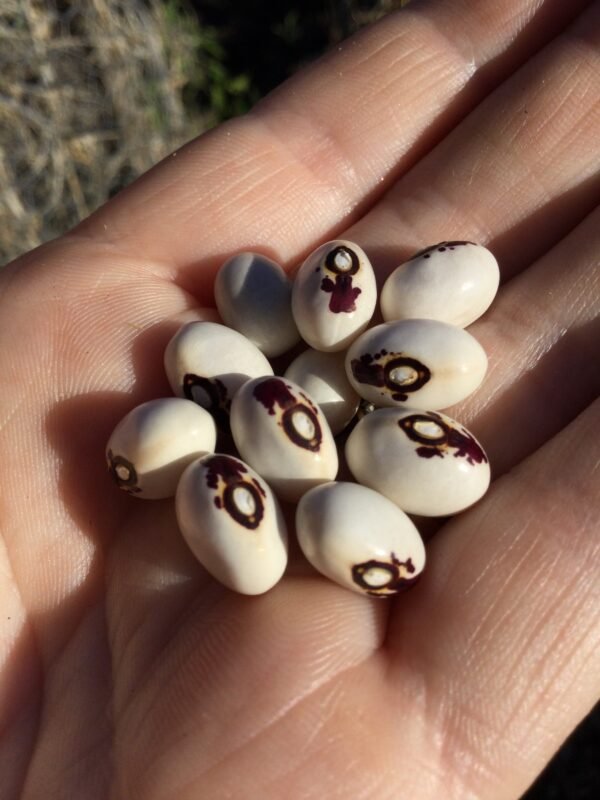 Leslie Tenderpod Pole Bean Seeds