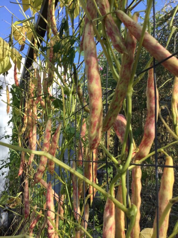 Gabarone Sugar Semi-Runner Bean Seeds