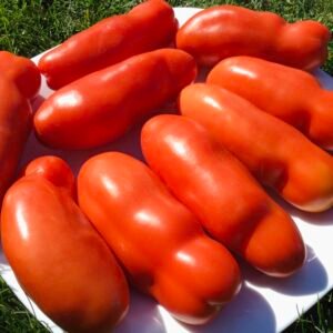 Auria Tomato Seeds