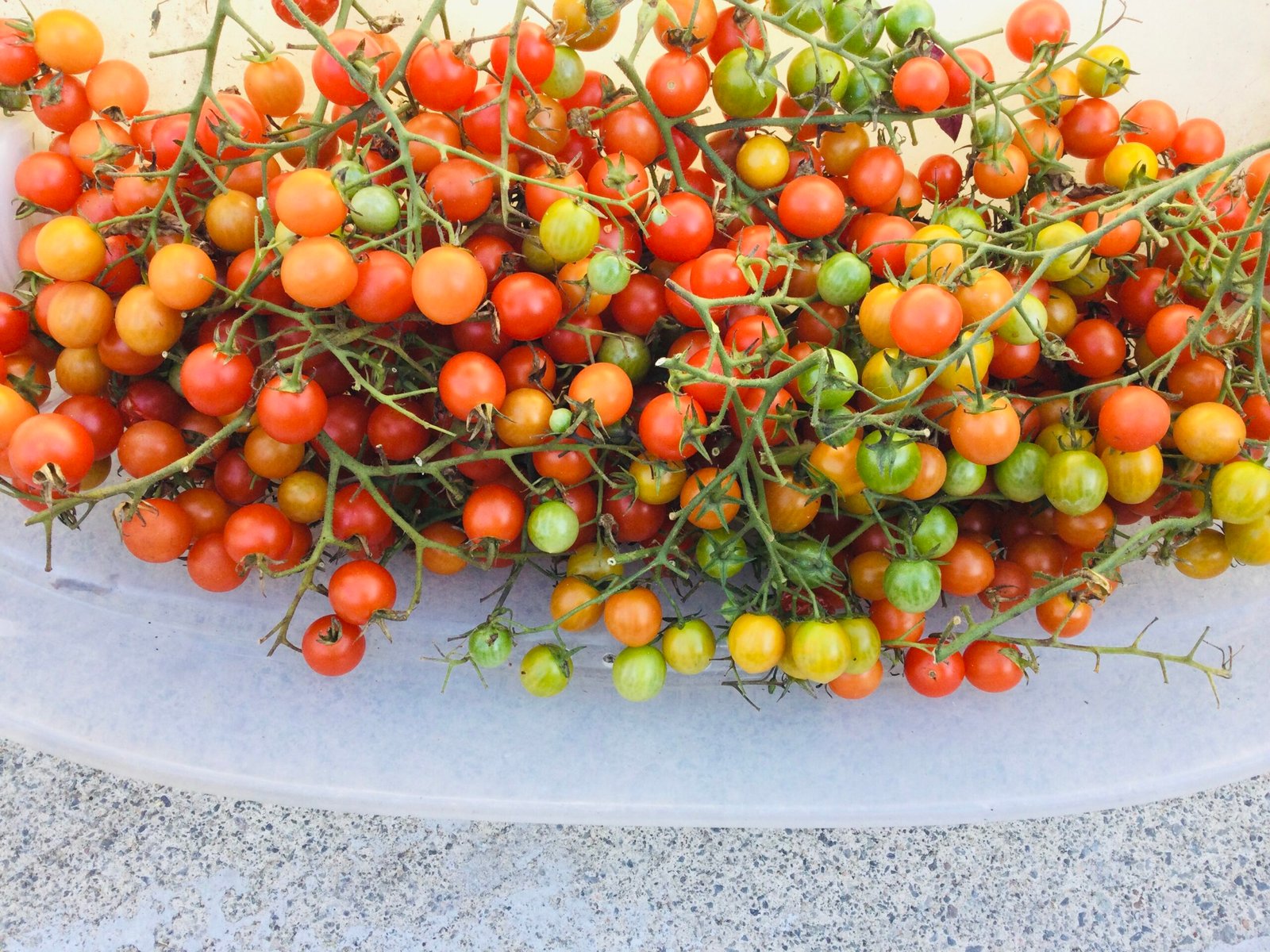 Iva’s Red Berry Tomato Seeds - Image 3