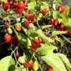 Sweet Datil Sweet Pepper Seeds