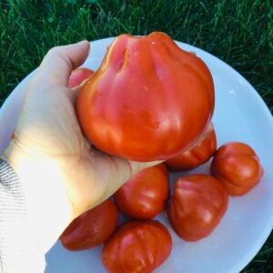 Coeur d’Albenga Tomato Seeds