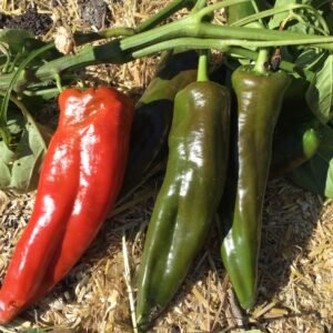 Sonoran Sweet Pepper Seeds