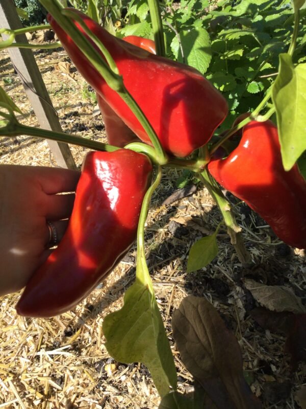 The all star performer of 2024! 'Portuguese Goat Heart' was a fabulous sweet pepper, and did well both in the ground as well as in containers. The fruits are grocery store sized, heart shaped, long and somewhat conical. Thick walls, juicy and sweet. Maturity was quite early for a large sweet type. Rare. 2024 seed. 30 seeds/packet. Said to have SHU of about 2,500 but I didn't detect any heat in the fruits.