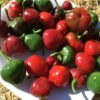 Bola Hot Pepper Seeds