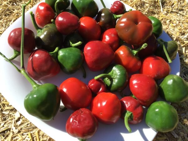 Bola Hot Pepper Seeds