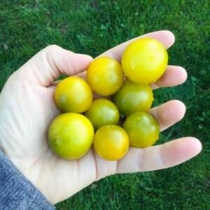 Mini Dwarf Fat Frog Tomato Seeds