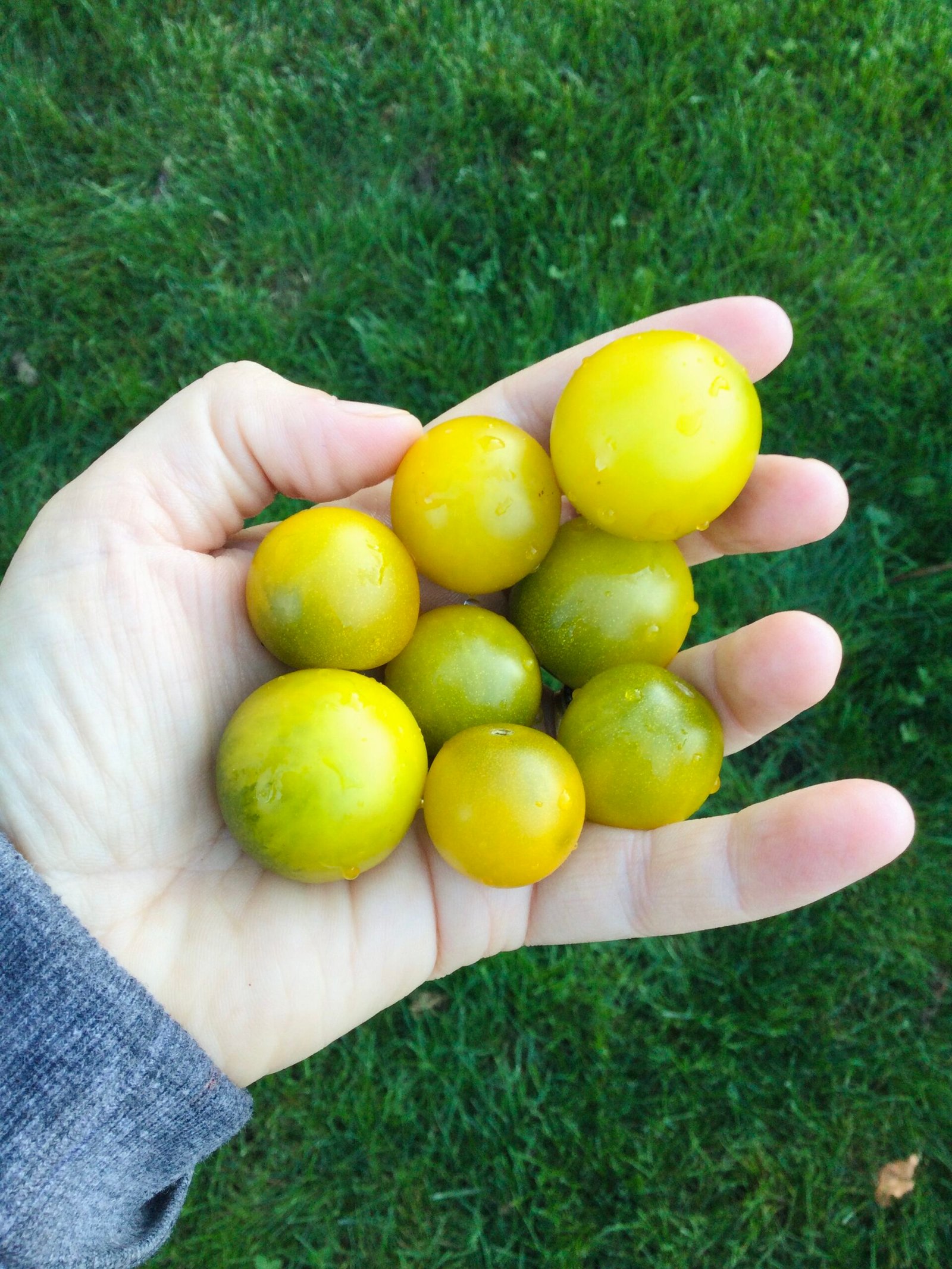 Mini Dwarf Fat Frog Tomato Seeds